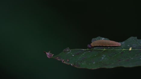 se ve comiendo la hoja en lo profundo del bosque mientras el viento sopla fuerte antes del anochecer, oruga de cabeza redonda, tailandia