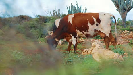 Vacas-Salvajes-Pastando-En-El-Paisaje-Desértico-De-Cactus,-Vistas-Desde-Detrás-Del-Arbusto-En-Cámara-Lenta