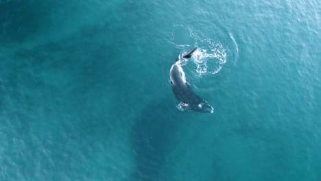 Una-Ballena-Joven-Jugando-Con-La-Cola,-Toma-Aérea,-Ojo-De-Pájaro,-Sesenta-Fps