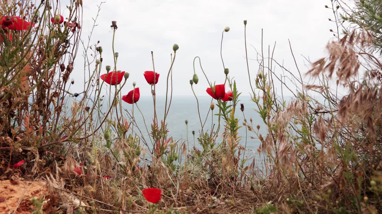 bonitas amapolas rojas junto al acantilado con vistas al mar