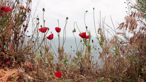 pretty red poppies by the cliff overlooking the sea