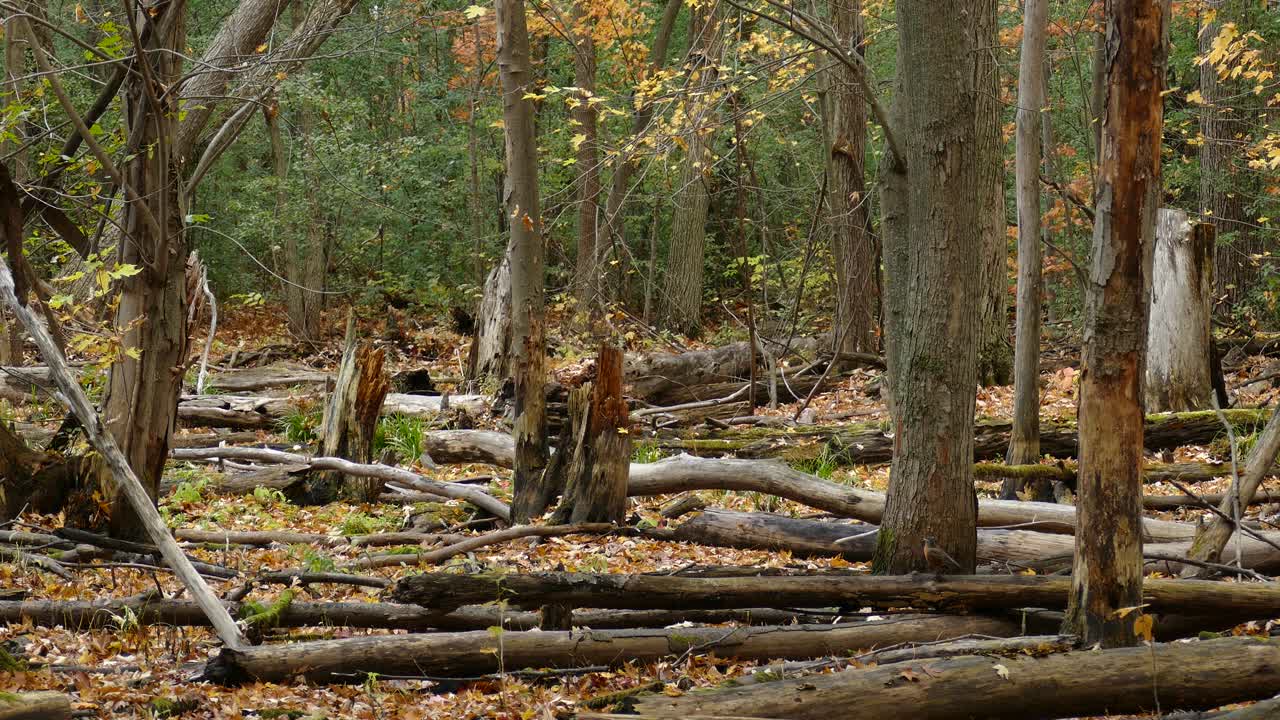 Static shot of forest, birds, and squirrels passing by and running on logs