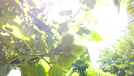 Achiote-Urucum,-Con-Los-Frutos-Verdes-Y-Los-Rayos-Del-Sol-En-Las-Hojas