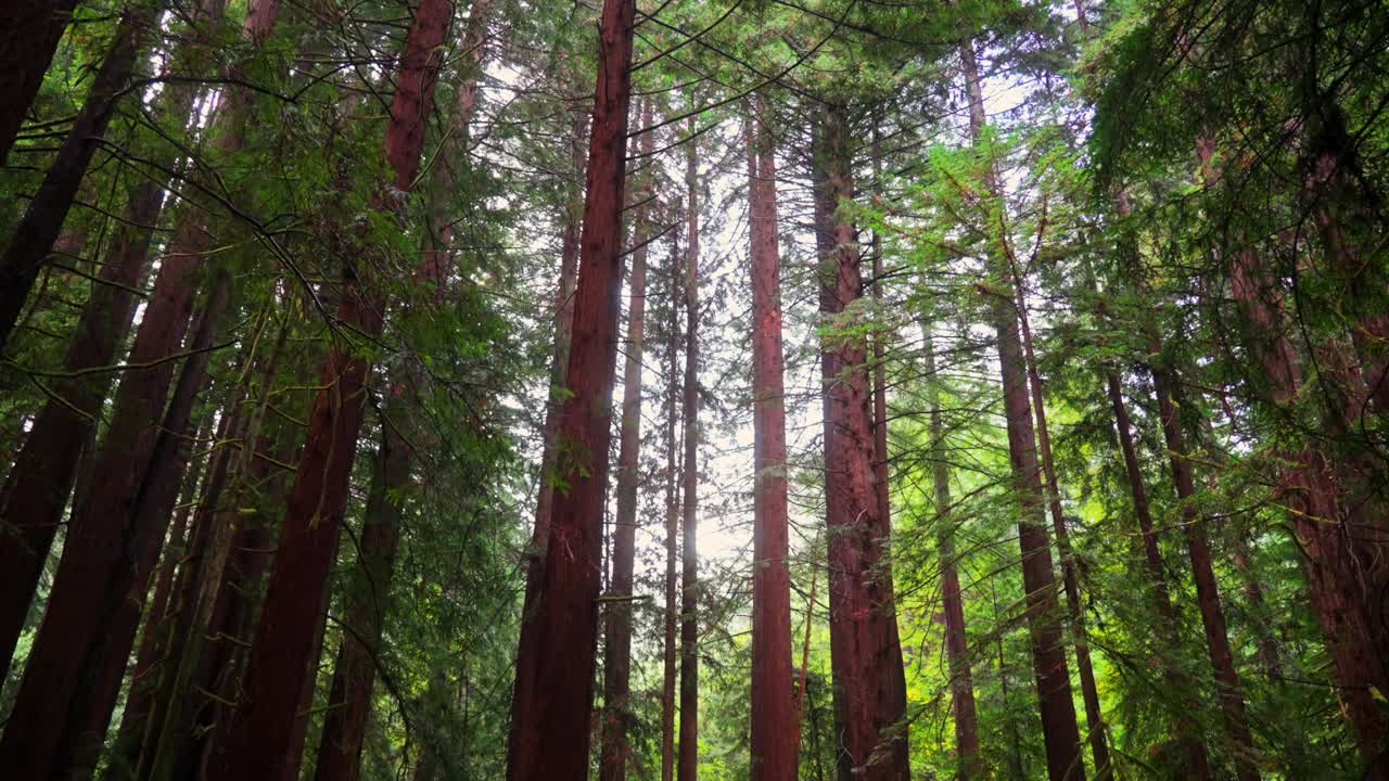 Shaded mist rainy fog morning Redwood National State Park Forest California tall dense lush greenery plants Sinkyone Wilderness sequoia cloudy peaceful wilderness landscape pan down slowly motion