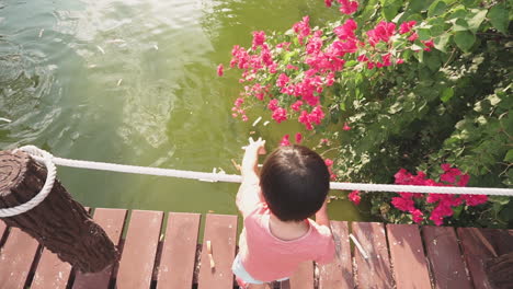 two year old asian boy excited enjoying in an outdoor park feeding the fish in a pond from a wooden bridge with pink flowers