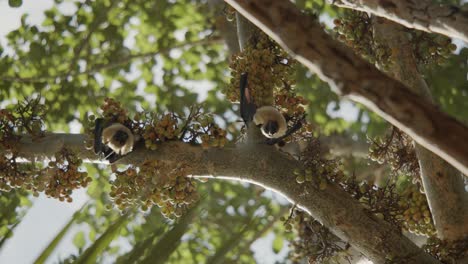 2 bats hanging from a tree upside down and looking into the camera, on fig tree in comoros