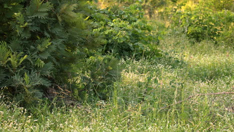 Two-young-hidden-leopard-cubs-playing-in-thick-tall-green-vegetation-bush-on-sunny-day,-Sabi-Sands,-South-Africa,-static