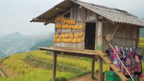 elevated rural hut adorned with dried corn and traditional clothing, situated amid yellow and green rice terraces in the north vietnamese mountains, showing cultural traditions and serene rural life.