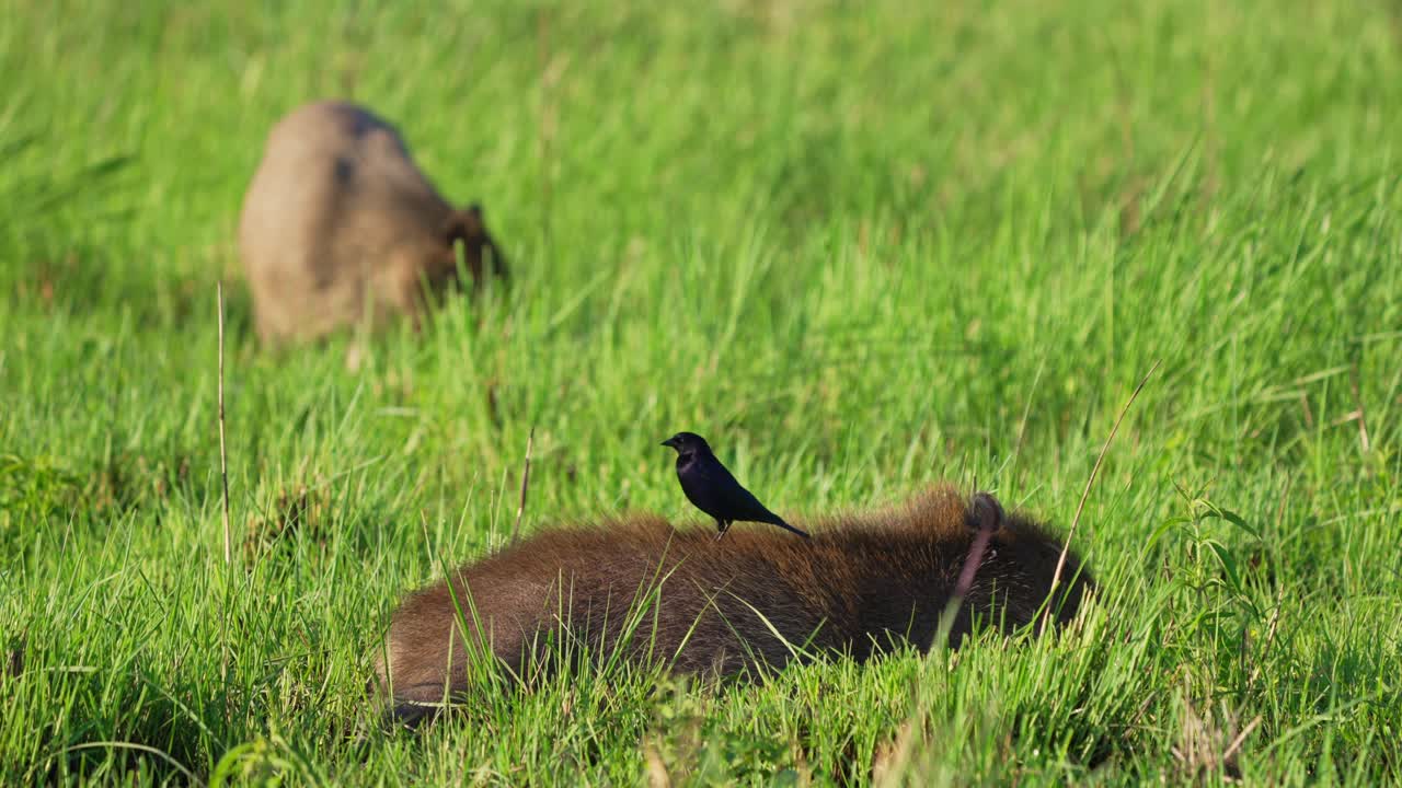 Capybara lies sleeping in green field with a Shiny Cowbird perched on its back while another capybara grazes in tall grass, Ibera wetlands, Corrientes, Argentin