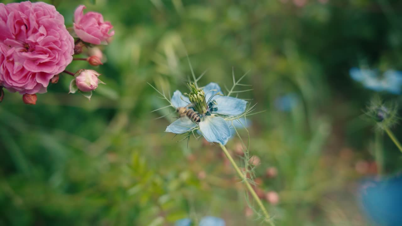Bunga love-in-a-mist biru mekar bersama mawar merah muda dalam latar taman berfokus lembut. Jepretan makro detail flora dan dedaunan halus dalam cahaya alami