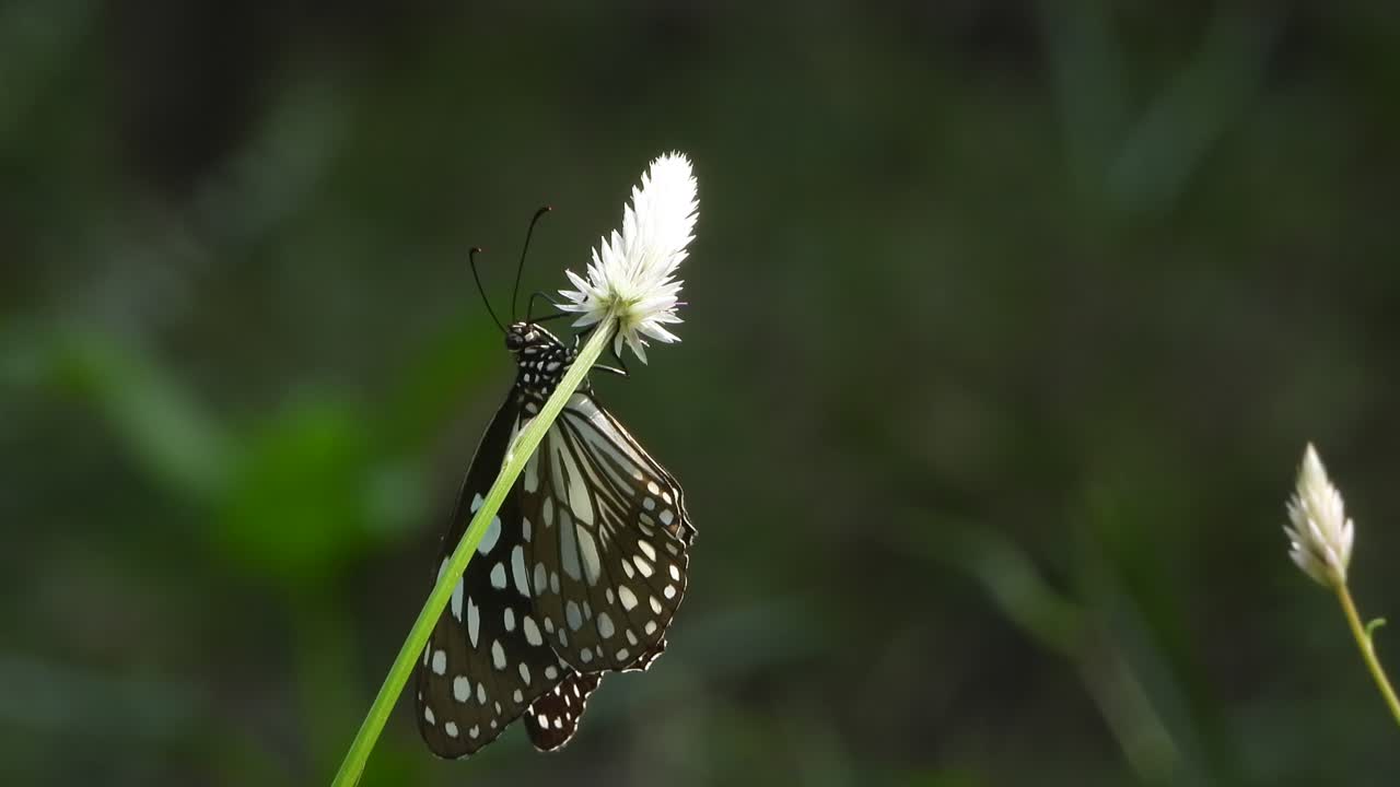 hermosa mariposa en flor - verde