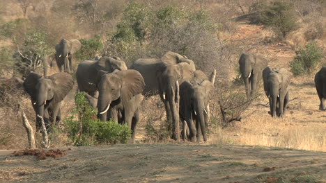 a herd of elephants emerges from the bush and walks purposefully towards a waterhole