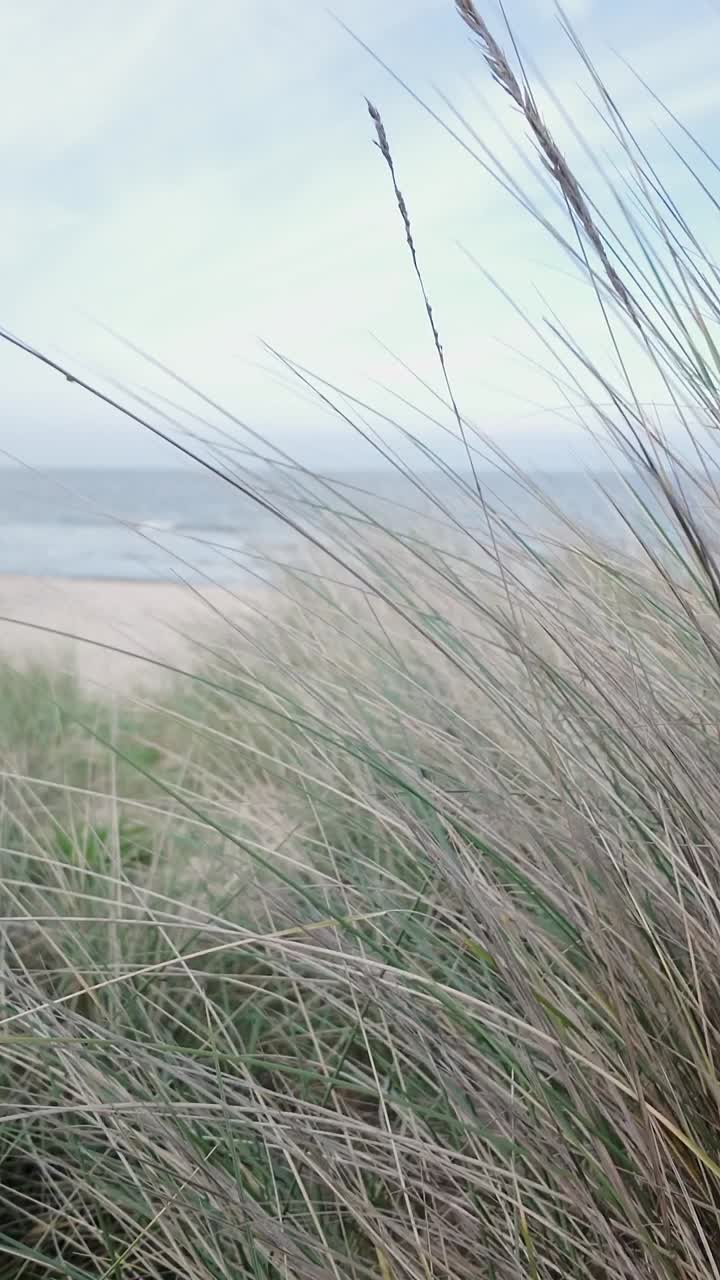 POV from Sand Dune grasses blowing in peaceful seaside breeze VERTICAL