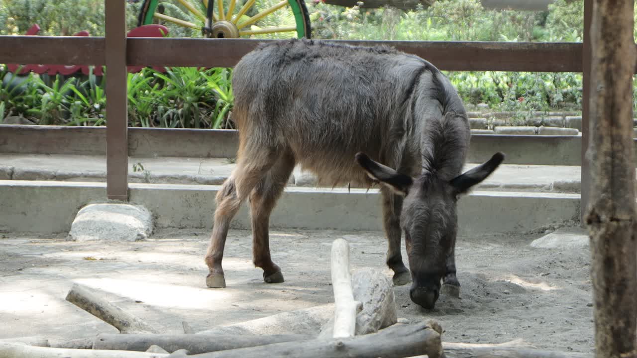 donkey standing in farm pen, rustic countryside livestock scene