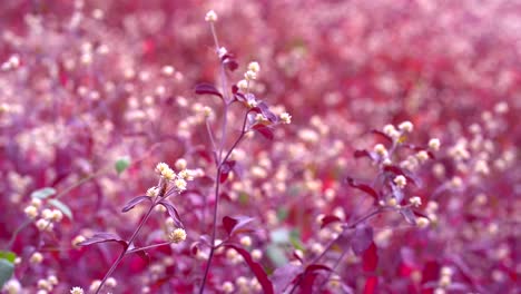 cerca de abeja en flores silvestres de color púrpura