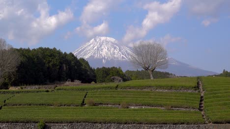 slow tilt up over beautiful green tea fields in shizuoka, japan