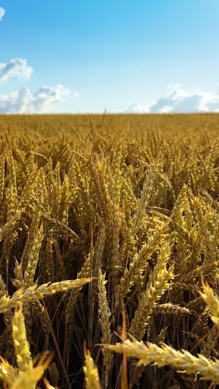 campo de trigo dorado bajo un cielo azul