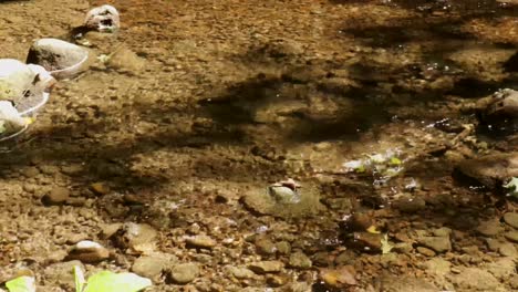 Die-Kamera-Schwenkt-Langsam-Von-Links-Nach-Rechts-Entlang-Des-Kräuselnden-Wassers-Eines-Mit-Steinen-übersäten-Baches