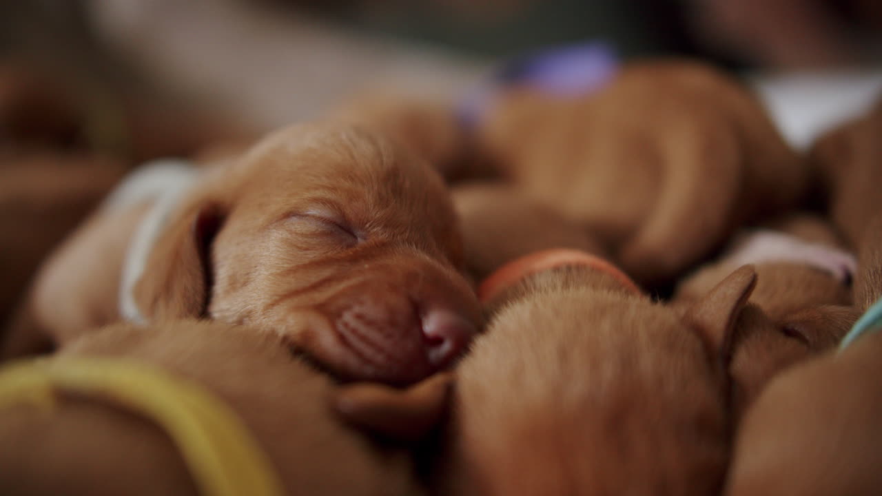 Newborns dogs sleep all together 01