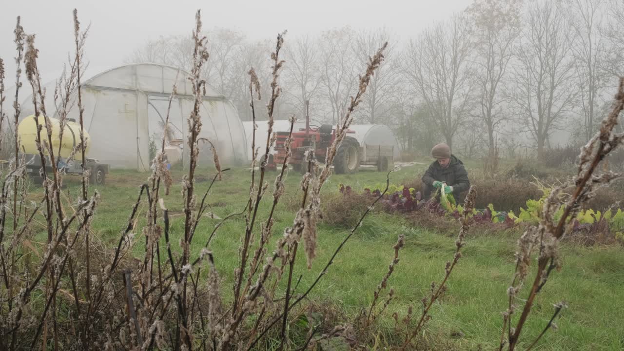 에코 가든에서 자연 상추를 따다