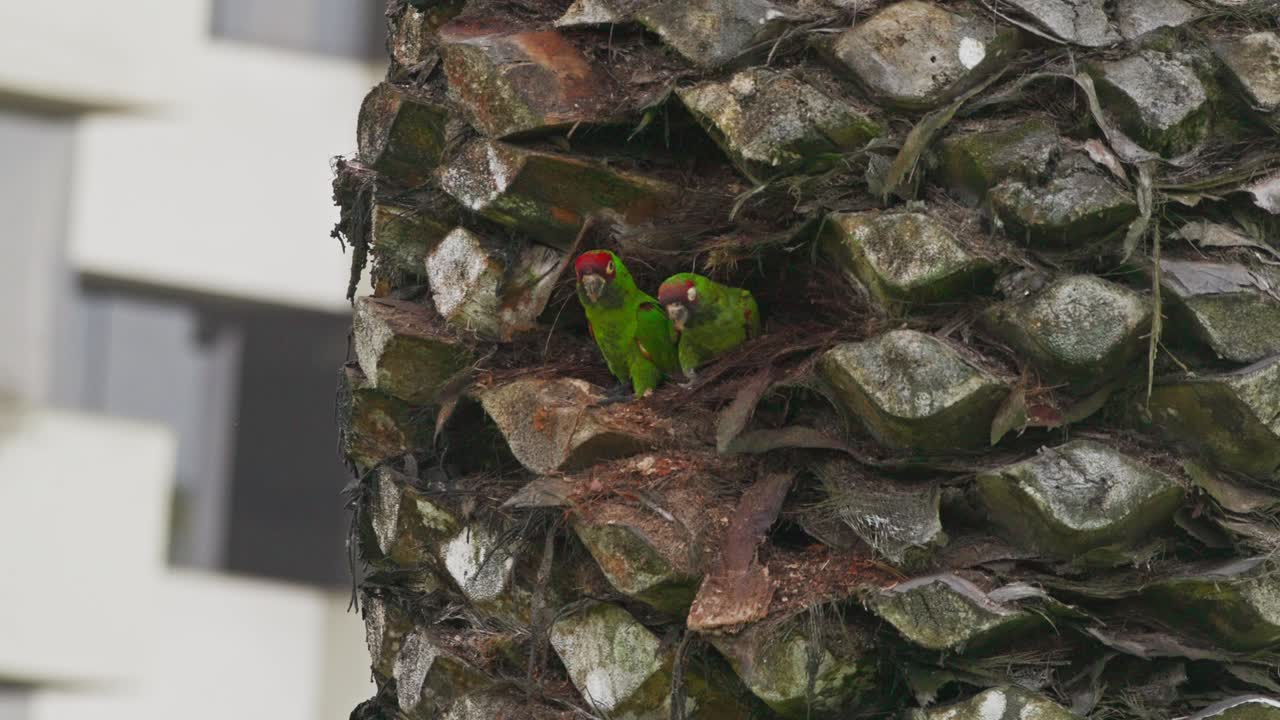 Two red-masked parakeets nesting in a palm tree in an urban setting