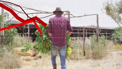 red declining graph animation over farmer carrying vegetables in rural area