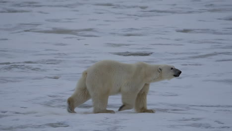 urso polar no gelo