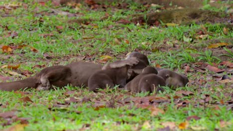 Ausgewachsener-Glatthaariger-Otter-Pflegt-Otterwelpen-1