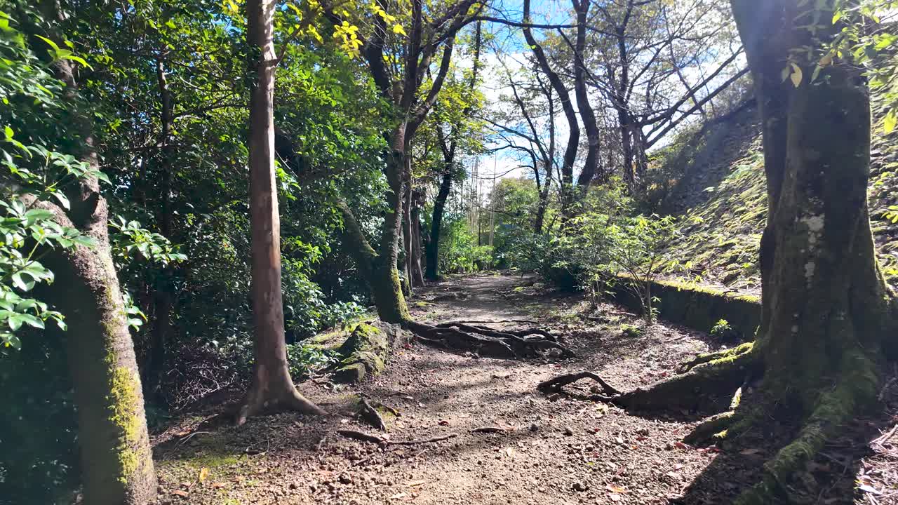 Sunlight filters through trees onto a winding path with exposed roots, creating a captivating scene of natural beauty