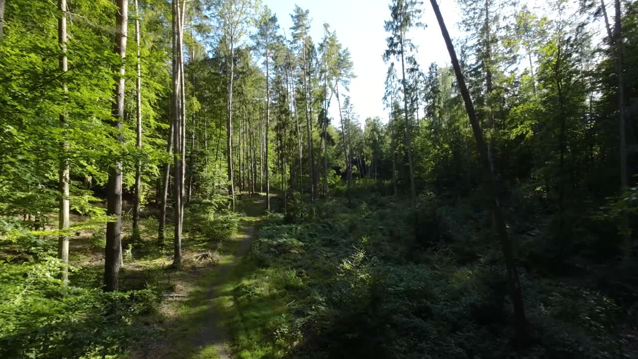 camino en un denso bosque verde en verano - disparo de drones
