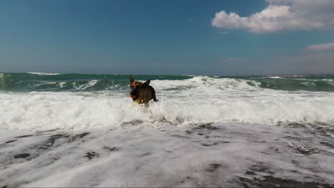 Dog-swimming-in-the-sea-in-sunny-beautiful-day