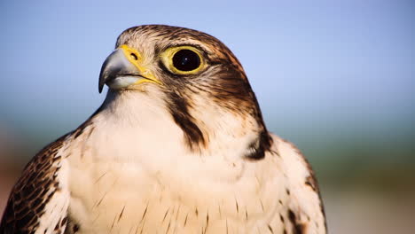 Close-up-of-a-predator-bird-with-sharp-beak-and-large-black-eyes,-mouth-opening