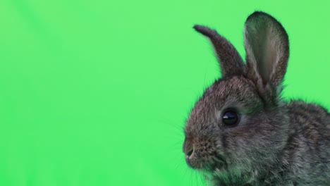 close-up of a cute grey rabbit on a green screen