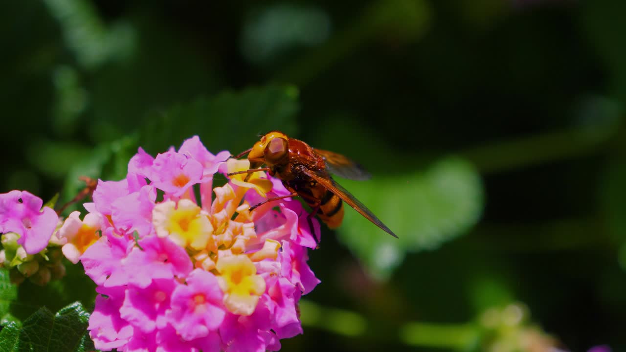 2020년 6월, 마드리드 레티로 공원에서 노란색과 보라색 꽃에서 을 모으는 아피스 벌.