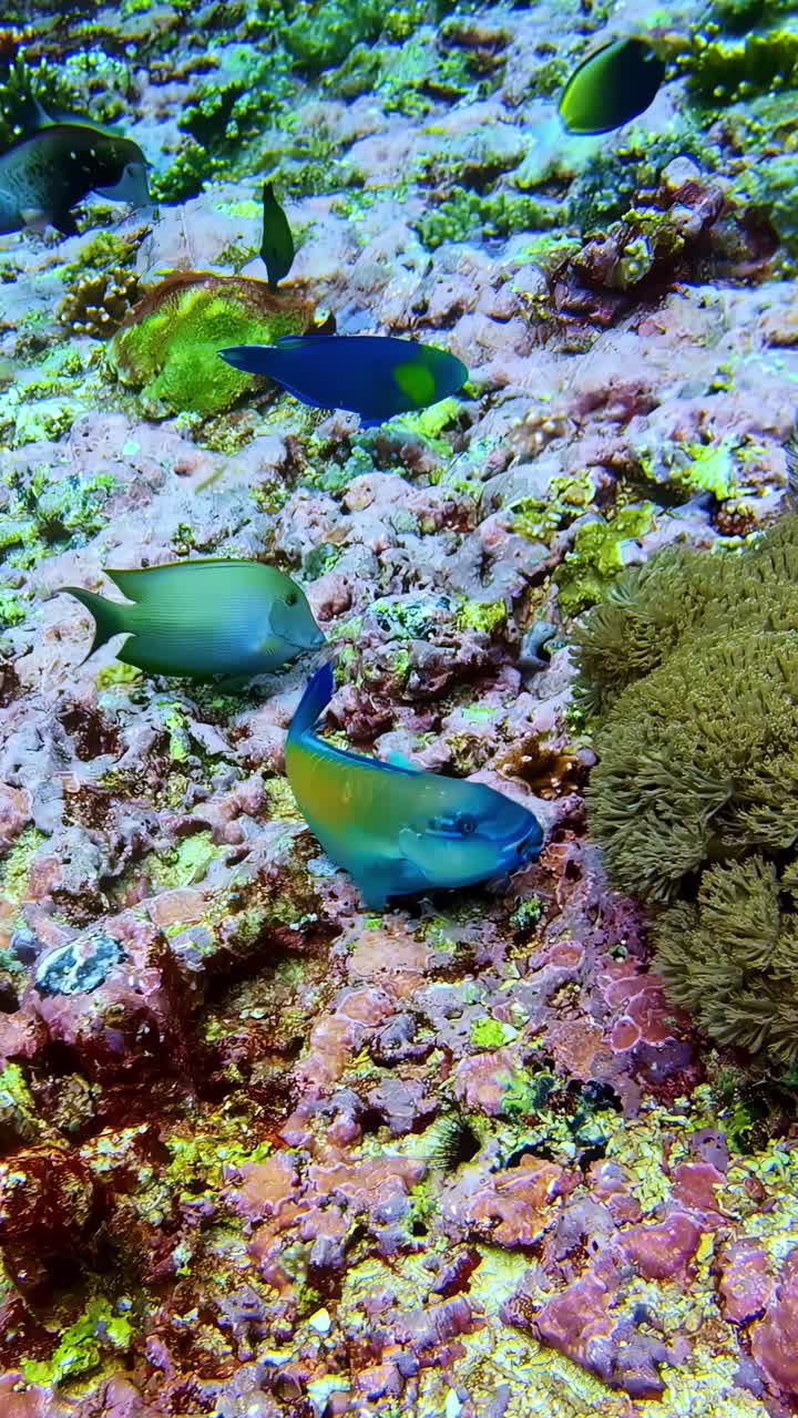 Tropical fish colorful eating sea algae nature underwater coral reef snorkel POV