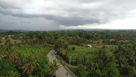 Coconut-trees-in-the-farm-before-it-rains