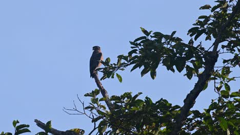 Crested-Serpent-Eagle,-Spilornis-cheela,-4K-Footage,-Kaeng-Krachan-National-Park,-Thailand