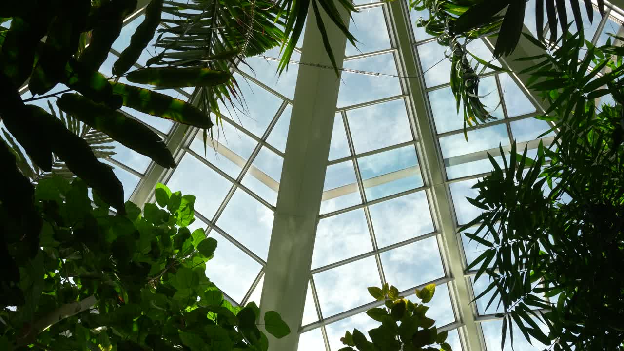 Vista de baixo ângulo de plantas tropicais e folhas de palmeira sob telhado de vidro na estufa Palmengarten Frankfurt, com luz solar e céu visíveis.