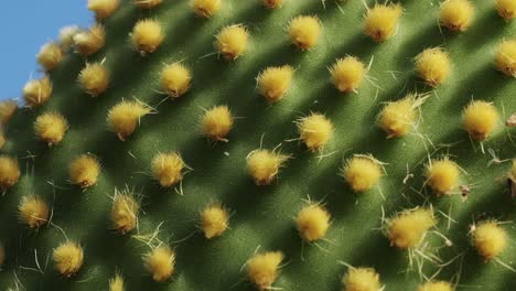 close up green cactus with yellow spines within a desert environment, city park in barcelona, montjuic. african background