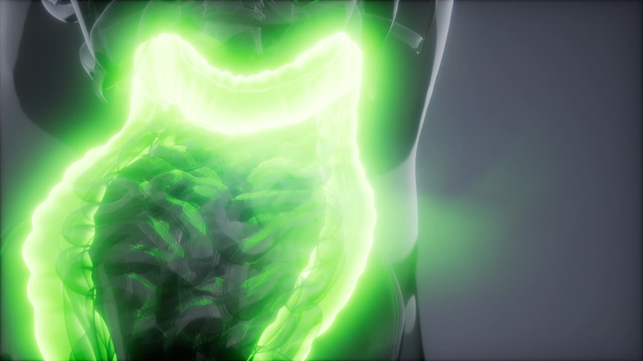 examen de radiología del colon humano