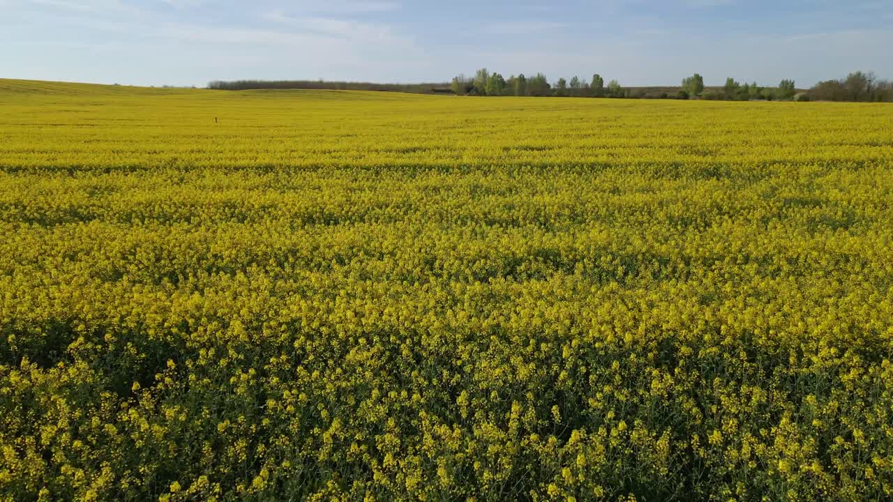 Flying over a vibrant rapeseed field stretches into the distance, covered in bright yellow flowers under a clear blue spring sky. The blooming landscape creates a colorful and peaceful rural scene.