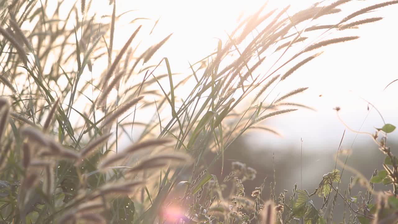 유리 꽃과 일출