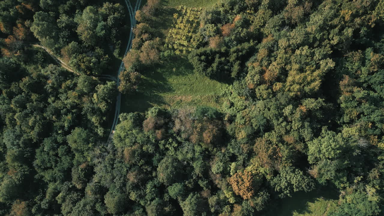A bird's-eye view of a drone shot over a forest and a macadam path between trees