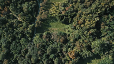 A bird&#039;s-eye view of a drone shot over a forest and a macadam path between trees