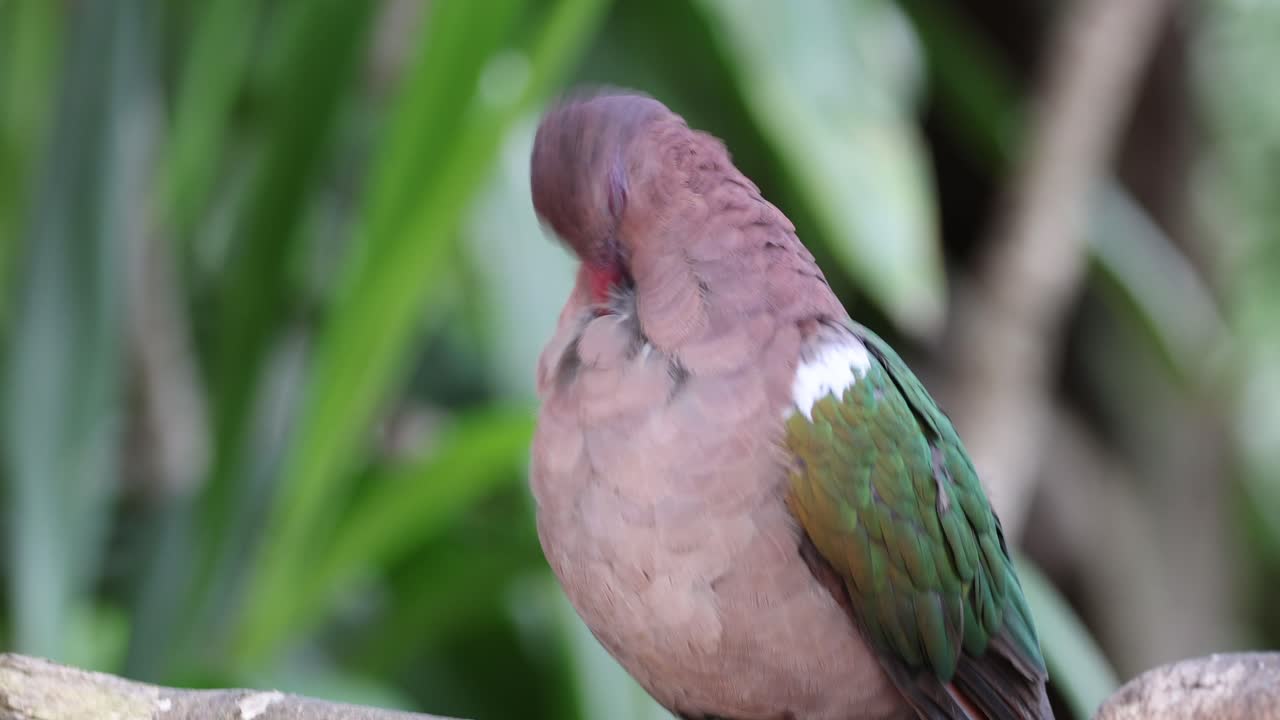 한 비둘기가 푸른 숲 속에서 털을 고 있다