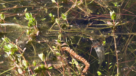 tadpoles in the shallow water of a pool in the swamp