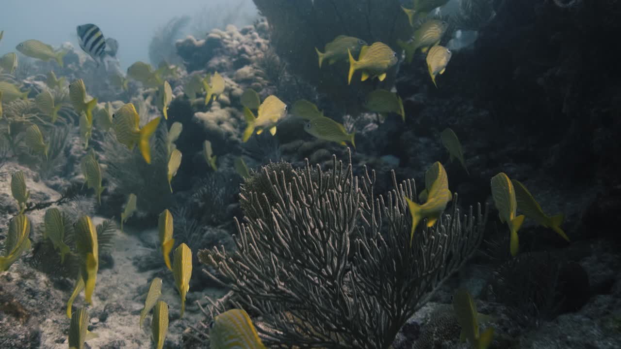 Un grande gruppo di pesci tra grandi rocce all'interno di una barriera corallina.