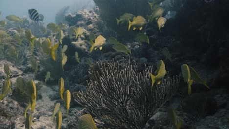 a large group of fish between big rocks inside a coral reef