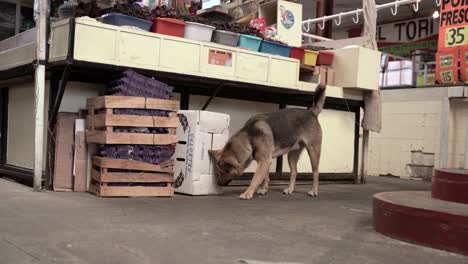 couple of dogs hanging out at the market