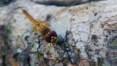 zoom en la toma de una hermosa libélula amarilla sentada y descansando en una rama de madera en la naturaleza